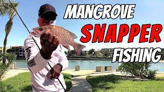 How to Catch Mangrove Snapper Using Their Preferred Bait