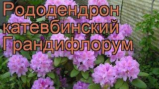 Рододендрон катевбинский Грандифлорум  обзор: как сажать, саженцы рододендроны Грандифлорум