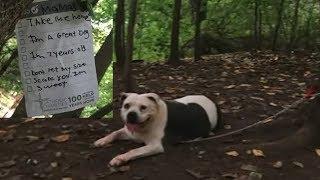 Who abandoned this pit bull terrier found tied to tree with note?