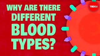 Why do blood types matter? - Natalie S. Hodge