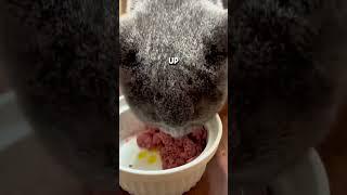 This girl found a tiny kitten abandoned in the rain and then.. #animalsshorts