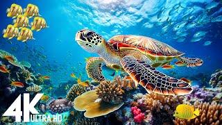 [NEW] 11HR Stunning 4K Underwater Wonder • Explore Colorful Marine Life & Relaxing Ocean Views #2