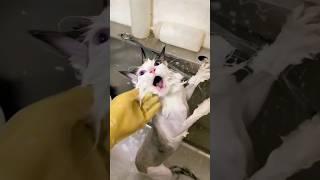 Funny cats  episode 12 #shorts