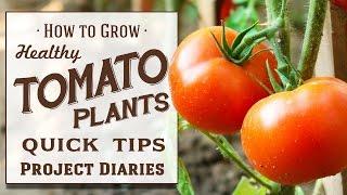  How to: Grow Healthy Tomato Plants (12 Quick Tips & A Complete Step by Step Guide)