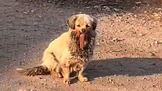 With jaw gone, tongue falling out, homeless dog desperate for help!