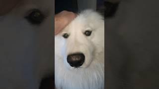 Самоед заждался папу с работы / ДОБРЫЙ САМОЕД . #собака #самоед #samoyed #dog #шортс #shorts