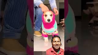 #cute #pets #puppy #funny