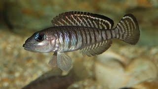 Lamprologus signatus - Schneckenbuntbarsche aus dem Tanganjikasee