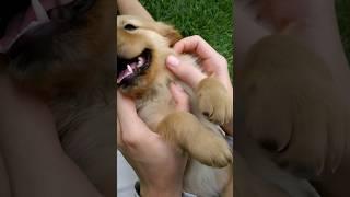 Kuchi kuchi cute puppy video #puppy #kuchikuchi #dog #cuteanimals #youtubeshorts #shorts #doglover