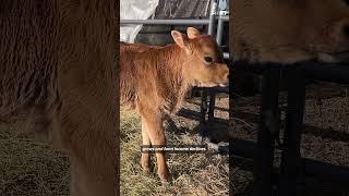 US farmers turn to Airbnb to survive agricultural downturn | REUTERS