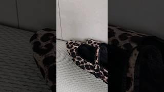 레오파드 플랫슈즈 디테일
