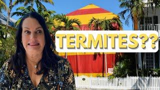 Should you get a Termite Inspection in San Clemente, CA