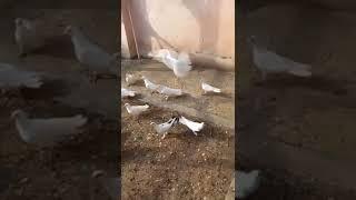 Ассаламу алейкум братья. Голуби на продажу широкохвостые. Хозяин Набиюлла 89282849211