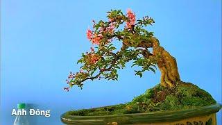 Vẽ đẹp cây Hồng Ngọc Mai Bonsai