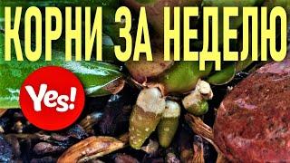 ВЫМАНИТЬ КОРНИ У ОРХИДЕИ ЗА НЕДЕЛЮ!  ВСЕГО ОДНА ОБРАБОТКА! ЭФФЕКТ ОШЕЛОМЛЯЕТ! АЛОЭ ДЛЯ ОРХИДЕЙ 100%!