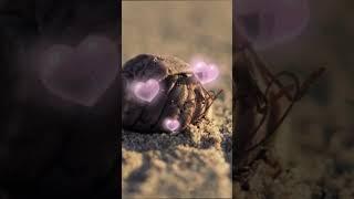 Hermit Crab Shell #shortvideo #crab #ytreels #youtubeshorts #trending #viral @arlenelangga3511