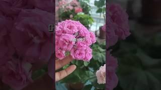 장미형 제라늄 모아보기#러시아제라늄