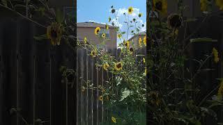 86 degrees at 10:30am. So hot! #sunflower #morningglories #big plant #sohot #weed