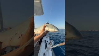 Saving Baby Sharks