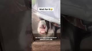 Funny Pet Videos  Best Cats & Dogs Clips