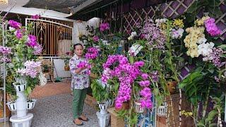 Bongkar rahasia anggrek bulan dan anggrek Vanda supaya rajin berbunga