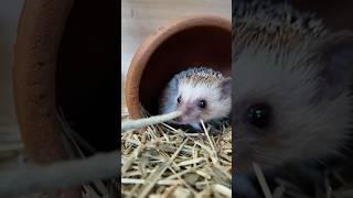 Petting a Hedgehog #animallover