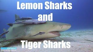 Dive Bahamas #10 - Tiger Sharks Lemon Sharks and Groupers - Hans-Peter Endler