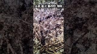 꿀 한스푼에 떡상 소문 듣고 찾아온 개미들 #개미 #주식투자 #개미주식 #꿀한스푼 #소문난맛집