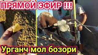 ПРЯМОЙ ЭФИР !!! УРГАНЧ ГОЙБУ МОЛ БОЗОРИ