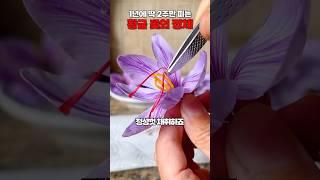1년에 딱 2주만 피는 ‘황금 꽃’의 정체 #shorts