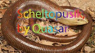 A scheltopusik is a legless lizard!