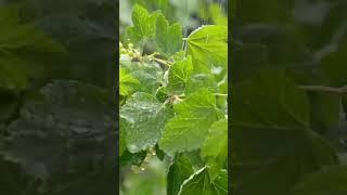 amazing Gentle rain sound for relaxation /빗소리asmr/빗소리수면/빗소리/백색소음/행운/행복/재물/소원성취/ 행운/숙면유도/수면/수면유도
