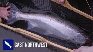 King Salmon Fish Hatcheries and Winter Steelhead Fishing | Captain Quinn