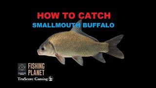 Channel Catfish & Smallmouth Buffalo | Lone Star Lake | FISHING PLANET