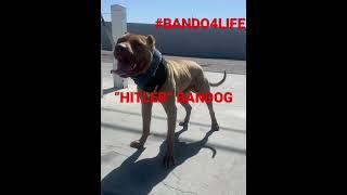 #BANDO4LIFE AMERICAN BANDOG