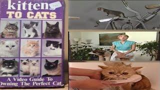 Kittens To Cats:  A Video Guide To Owning The Perfect Cat