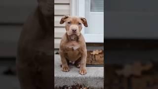 #dog #pitbullattitude #pitbull #whitepitbull #americanbully #pitbullempire #viral #shorts #trending