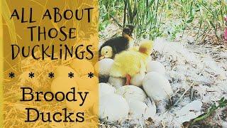 All About Those Ducklings | Broody Ducks