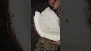 How to crack / open a coconut & remove the Meat #shorts