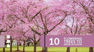 10 Flowering trees to grow in Austin, Texas