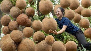 Alone in the forest to harvest Sala fruit goes to the market sell - How to grow vegetables properly