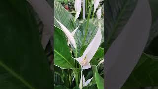 The Best Air Purifying Houseplant #shorts#peacelily#indoorplants#flowers#best#youtubeshorts