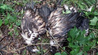 Seeadler in Gefahr: Eine unheimliche Mordserie | SPIEGEL TV