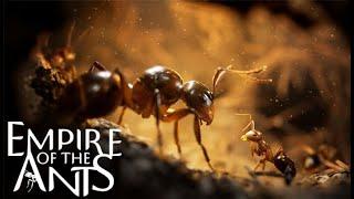 Dad on a Budget: Empire of the Ants Overview & Review