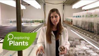 Plant Biotech Lab Tour