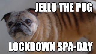 Jello The Pug - "Lockdown Spa Day"