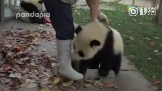 Pandas driving cleaning lady crazy ^ ^