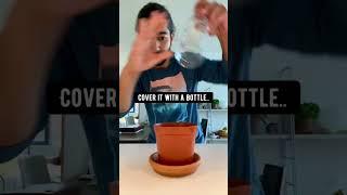 How to Grow Your Own Blueberries at Home 🫐 creative explained