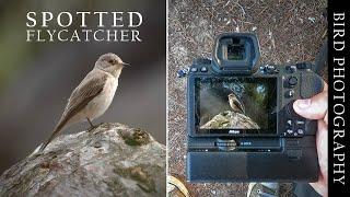 Bird Photography - Spotted Flycatcher (Nikon Z6ii - Sigma 150-600mm Contemporary)