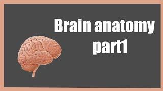 Brain anatomy video part 1